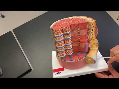Anatomy of a Muscle Fiber