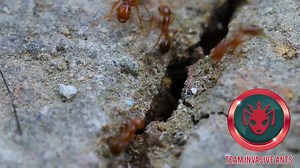 Ant War: Weaver Ants vs. Fire Ants 1333