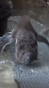 CUTE ALERT! Check out this baby penguin's first swimming lesson | WNEMTV5news