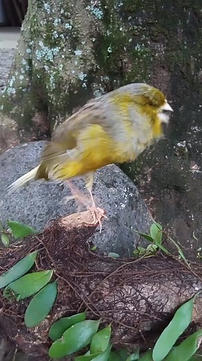 5.7M views · 73K reactions | Keindahan dari kenari 殺殺 | Suranto | Facebook