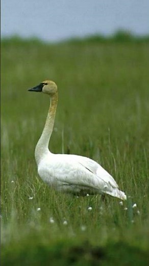 Tundra Swan Honking Video: Waterfowl Nature Sounds