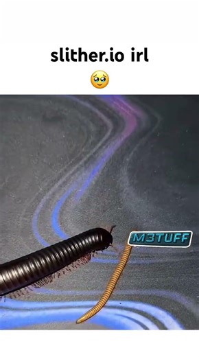 #slitherio #funny #memes #memesdaily #relateable #relatable #tuff #tuffnut #fypシ #4u #fyp #funnyimag