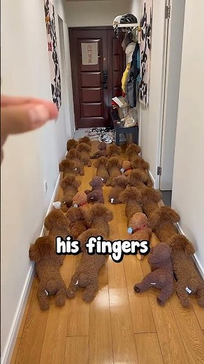 Trying To Find a Puppy 😱❤️