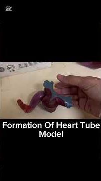 Formation of Heart Tube Embryology of heart formation Cardiac lopping