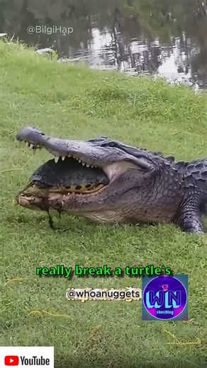 Can a Crocodile Break a Turtle’s Shell? 🐊🐢 | Amazing Nature Facts #crocodile #turtle