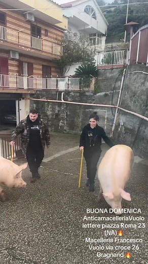 Buona domenica 🔥piccolo spoiler restate connessi 🔥 | MacelleriaGaetano Vuolo