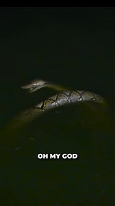 Mark's stumbled across a massive python lurking below the city streets #python #snake #reptile #bravewilderness | Brave Wilderness