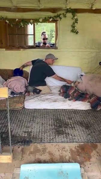 The video you have all been waiting for . The marriage of Rosie and Paulie Walnuts. They will honeymoon in the PotBarn and are registered at Watermelon 🍉 shack . Peace, Love & Pigs | Arthur's Acres Animal Sanctuary