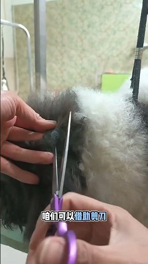 Easy Dog Hair Knot Removal Guide - Beginners Welcome! No More Tangles