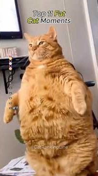 Too Cute to Be This Chunky #lovecats