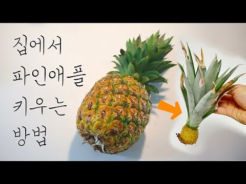 맛있는 파인애플 먹고 집에서 파인애플 키우는 방법!