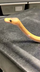 5.3K views · 1.4K reactions | Cute Snake Periscoping #shorts #snakes #ballpython #ballpythons #ballpythonsofinstagram #snakebreeder #ballpythonbreeder #fyp #fypシ | Rodents & Royals | Facebook