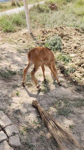 जानवर का प्यार पार्ट 1 #fish #25january #farming #lifeisbutadream #automobile