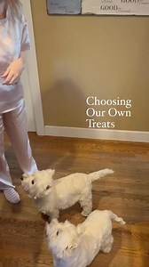 7.4K views · 485 reactions | Piper and Pickles were delighted to choose their own treats today—they were pretty funny ❤️ | The Piper Chronicles | Facebook