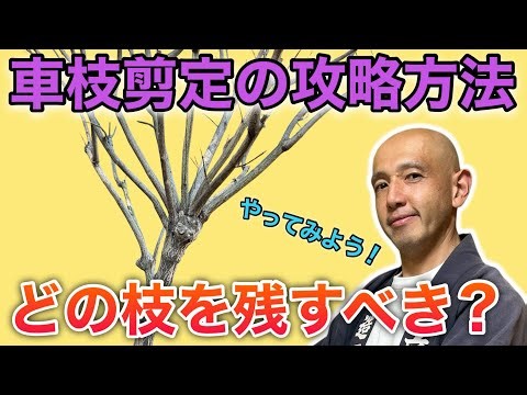 [Tips for Branch Selection] How to Handle Crowded Branches? Using Euonymus as an Example to Revea...