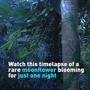 Watch this timelapse video of a rare moonflower that bloomed at the Cambridge University Botanic Garden in the U.K. on Saturday. The moonflower, or Selenicereus wittiiis, is a rare cactus from the Amazon that only blooms for 12 hours before it shrinks. The garden a webcam directed at the and it has gotten nearly 120,000 views. Cambridge University Botanic Garden #moonflower | CGTN America