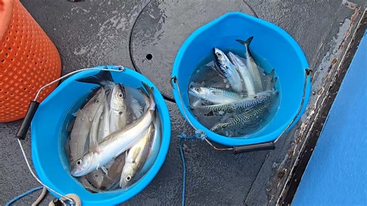 Morning Everybody The name is MR FISH | MR FISH