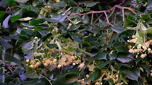 Bees collect honey from linden trees. A tree with a strong aroma for harvesting. Gadflies fly over a linden tree. Honey plant, ecological product, flowers for tea