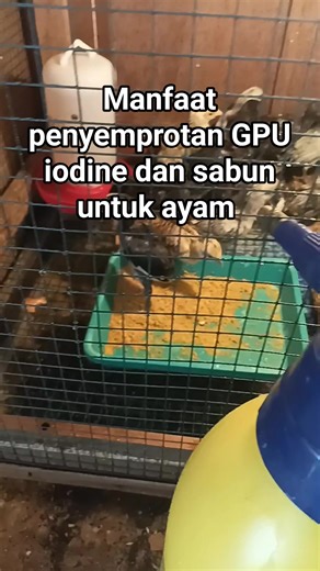 48K views · 278 reactions | Manfaat penyemprotan GPU iodine dan sabun untuk ternak ayam ,membunuh kuman dan bakteri ,pengobatan cekrek dan snot ,melegakan pernafasan pada ternak dll #ternakayam #ayamkampung #highlights #everyone #jangkauanluas #reels #videoreels #fyp #viral #countmein | Heny Puspagiri | Facebook