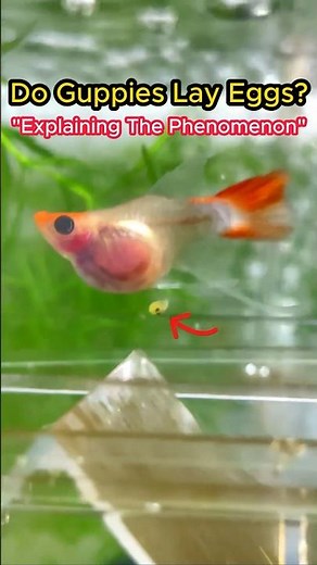 Guppy Giving Birth - Do Guppies Lay Eggs ?