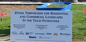 Texas A&M-bred zoysia grass varieties tested in High Plains climate