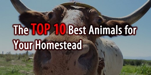 Top 15 Best Animals for Your Homestead