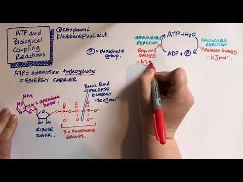 ATP and Biological coupling reactions