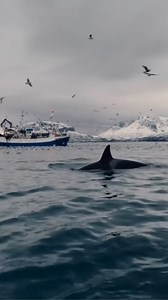 Chasing Cascades: Up Close with Majestic Orcas
