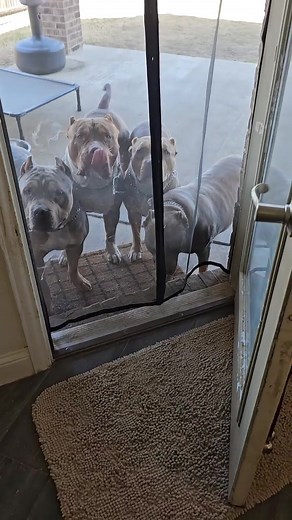 Smartest Dog Breeds: The Bulldog and Its Training Tips