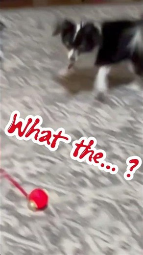 When the Toy Fights Back… 🐾🥊 #Shorts