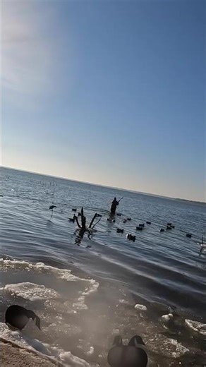 Duck Hunting Action: Sunny Day Lake Adventures! #shorts