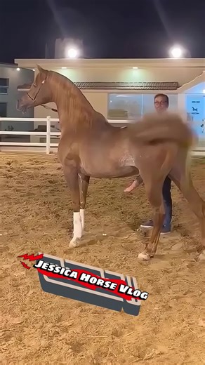 Paardenfokkerij met een prachtige merrie