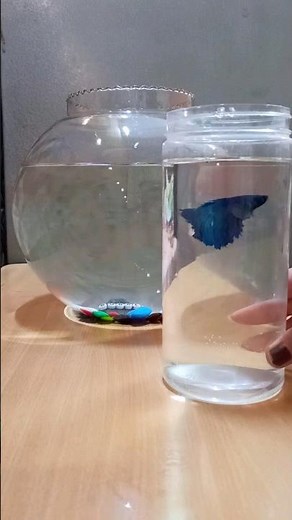 Betta Fish Bowl Setup #betta #bettafish #petfish