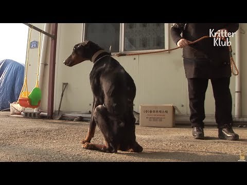 Dog Keeps Losing Weight Despite Eating | Animal in Crisis EP5
