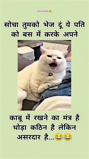 Funny Cat Comedy Video 😂 | Cute Cats Doing Hilarious Things | Try Not To Laugh