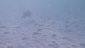 1st, getting close enough to video Black Drum fish. Based on the image and common characteristics of a Black Drum, it is **highly likely** that the fish in the photo is a **Black Drum** (*Pogonias cromis*), especially a juvenile. Here's why, based on the visual evidence and search results: * **Coloration:** The fish has a relatively dark body with several prominent **dark vertical bars/stripes**. Juvenile Black Drum are known to have four or five distinct dark vertical bars on their sides, which