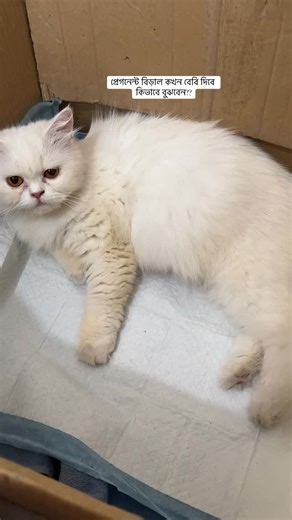 Meaw meaw by adi on Instagram: "পেগনেন্ট বিড়াল কখন বেবি দিবে কিভাবে বুঝবেন?. #viralreels #foryou #foryoupage #viralvideos #viralcats"