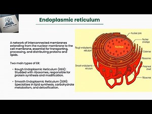 The Endoplasmic Reticulum (ER): Structure, Function & Role in Disease | Cell Biology Explained