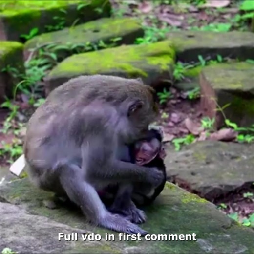 Touching Moment! Tired Baby Monkey Begs for Milk, Mother Says No – Loud Cry 🥲 Check full vdo in first comment | Hello Monkey