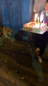 ♥️ Dana Dulcik ♥️ pe TikTok