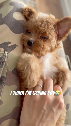 Sandy Maltipoo and her sweet puppy nature🫠❤️🐶 #doglover #doglovers #cutnessoverload #cutepetclub #toomuchcuteness #toocute #toocuteforwords#puppy #puppylove #puppylover #reelsvideo #trendingreels #maltipoosofinstagram #maltipoos #cutestpuppy #dogs #cutestdogs #teddybearlove #teddybeardog #dogofinstagram #instadog #instadoggy #doglife #doglifeisgood #mlapets #pet #petlovers | MLA Pets - My Little Angels