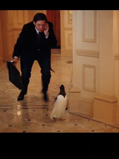 Penguin Documentary: Fascinating Facts and Insights