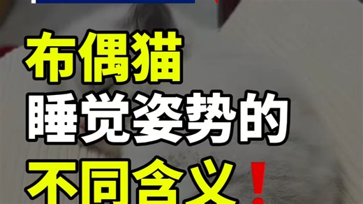 布偶猫的睡觉姿势的不同含义
