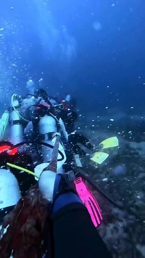 70K views · 688 reactions | Drift diving : @amnotkayjay | Diving Specials | Facebook