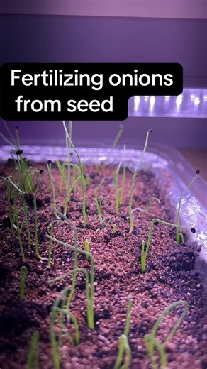 Fertilizing Onions from Seed: Best Techniques