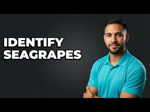 How Do You Identify A Seagrape Tree In Florida?