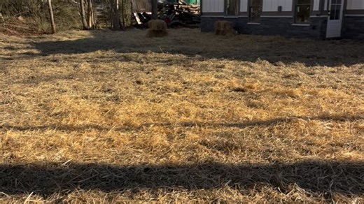 Wheat straw magic….. Providing some erosion control during the winter months and preparing for the warmer days of spring ahead. My Roots | Flowery Branch GA #landscaping #lawncare #lawnmaintenance | My Roots LLC