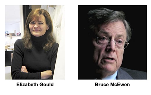 Effects of stress on the brain