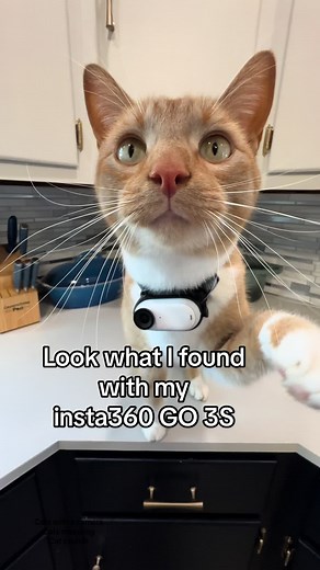 Cats Discovering a Camera with Insta360 GO 3S