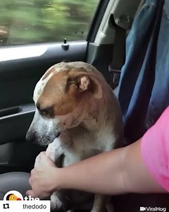 205K views · 3.8K reactions | After a lifetime of being abused by humans this dog still loves humans and wants to comfort people when they’re crying... if there was a church run by dogs I’d join in a second. | Moby | Facebook